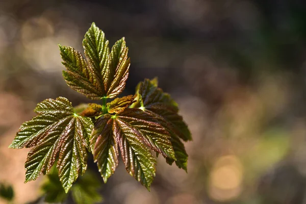 Genç akçaağaç yapraklarından bir filiz.