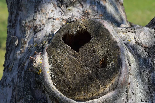 slice on a tree in the form of a heart