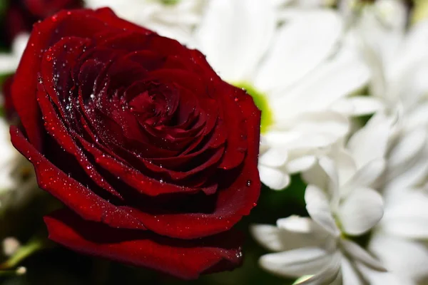 Anneler Günü ve Sevgililer Günü için Beyaz Papatyalar Arasında Bir Kırmızı Gül