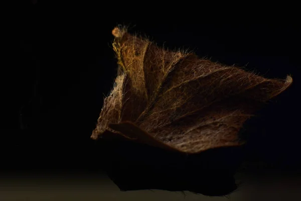 Dry brown leaf on a black background