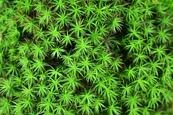 Yeşil yosun yakın plan, makro