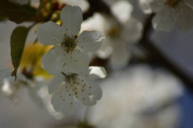 Bahar çiçekleri kiraz ağacı, yakın plan.