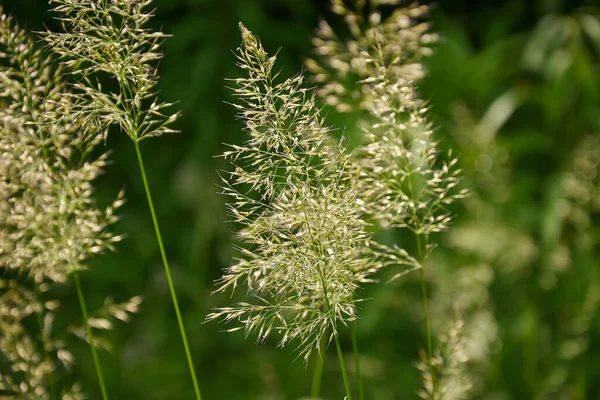 Çimen tarlası konturun ışığında