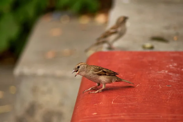 Yanında oturan küçük bir serçe.
