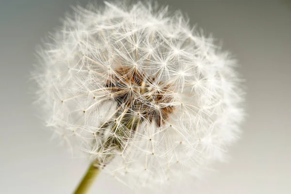 Beyaz karahindiba çiçeği yaklaş.