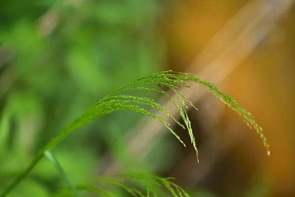 Ett Grässtrå Med Insekt Vinden — Stockfoto
