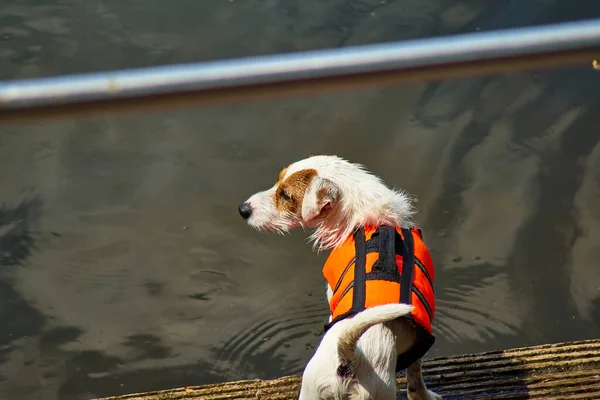 Собака Пляже Спасательном Жилете — стоковое фото
