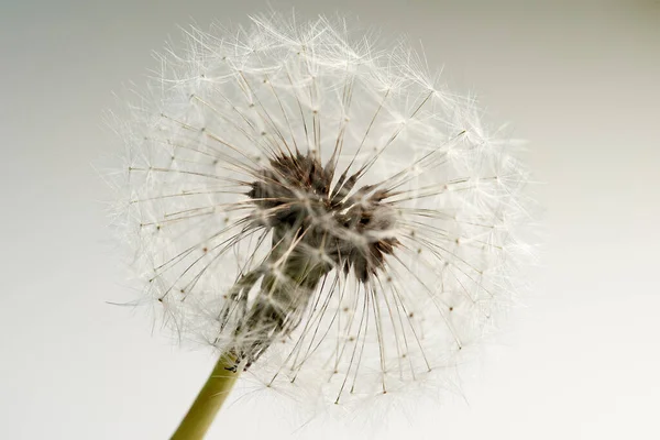 Beyaz arkaplanda beyaz karahindiba