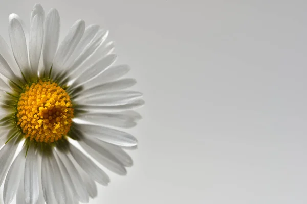 Beyaz arka planda beyaz Daisy, makro