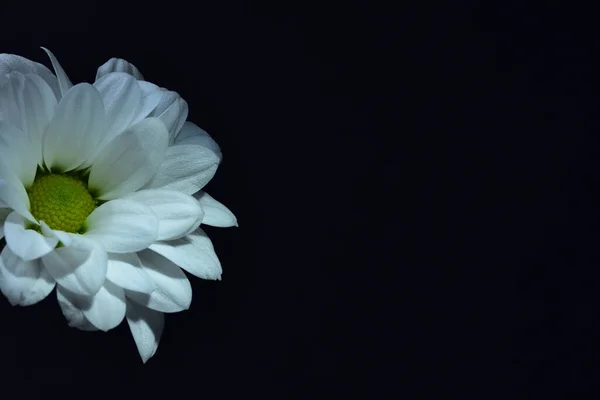 Siyah arkaplanda beyaz kasımpatı