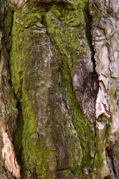 Textur Der Kiefernrinde Makro — Stockfoto