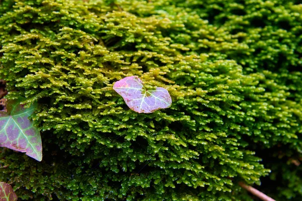 Sarmaşık yapraklı yosun, makro