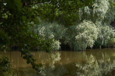 Nehir kıyısında salkım söğüdü