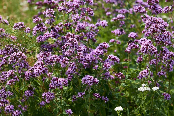 Mor çiçeklerin güzel tarlası