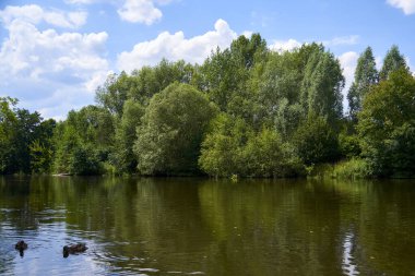 Ördekler ve ağaçlarla dolu sakin bir nehir