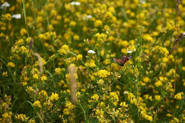 Sarı çiçeklerdeki güzel kelebek