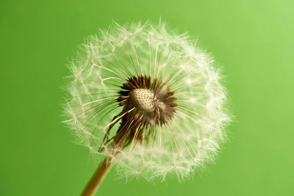 Yeşil arka planda karahindiba