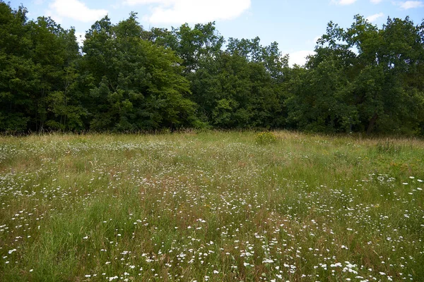 Ormanın kenarına beyaz çiçeklerle