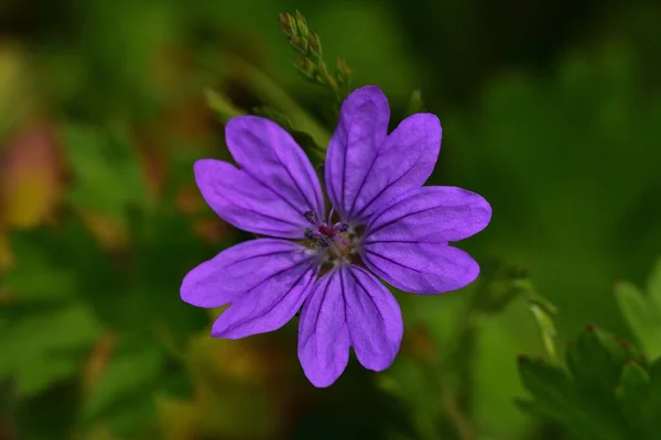Bahçede mor çiçek