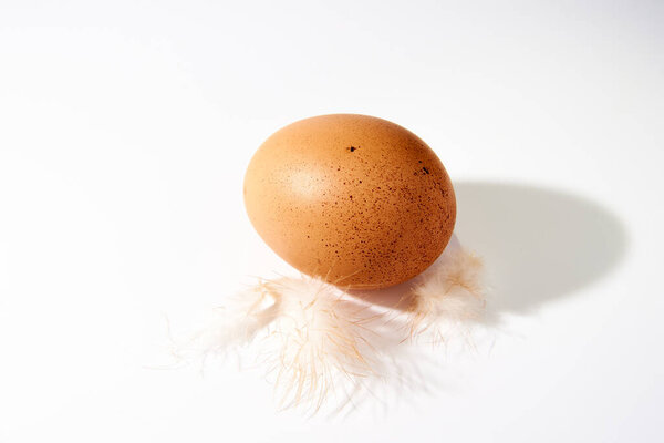 chicken egg on a white background with feathers