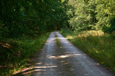 Ormandan geçen köy yolu.