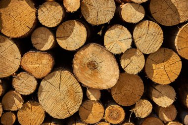 Çam kütükleri ormanda istiflenmiş.