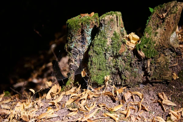 Yosun ve sonbahar yapraklarıyla kaplı eski bir kütük.