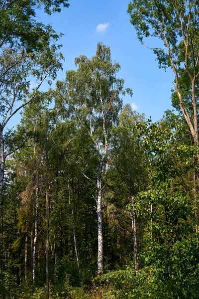 Ormandaki güzel huş ağacı