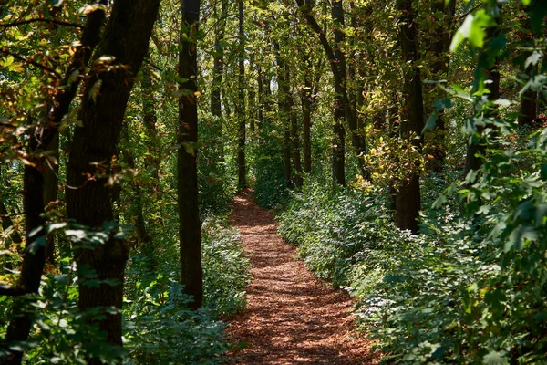 Güneşli bir günde, dar bir yol boyunca ormanda yürü.