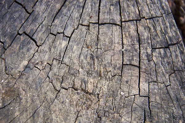 Güzel Yüzüklü Eski Bir Ağaç Kesimi — Stok fotoğraf