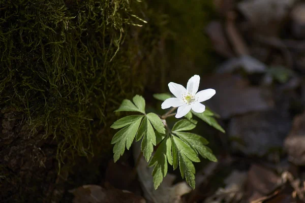 Gölgeli bir ormanda güneşle aydınlatılan beyaz çiçek.