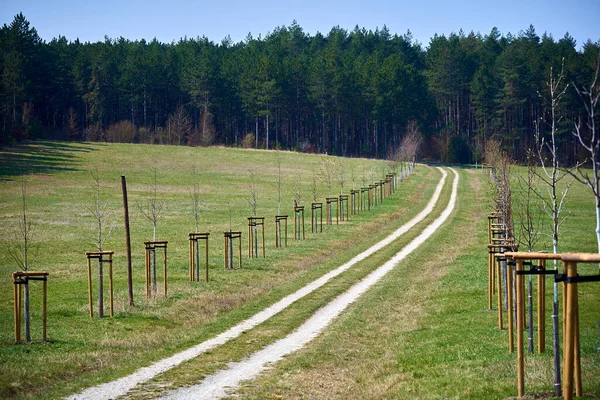 Ormana giden köy yolu.