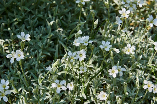 Bir sürü güzel beyaz çiçek.