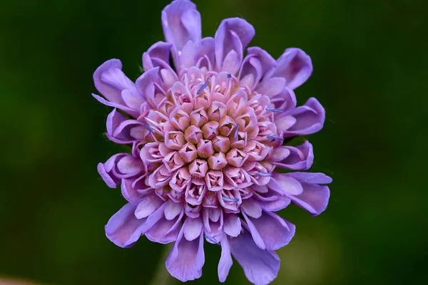 Mor çiçeğe yaklaş