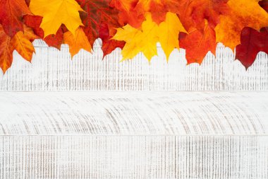 Sonbahar yaprakları. Beyaz ahşap zemin üzerinde kırmızı, turuncu ve sarı akçaağaç yapraklarının üst görüntüsü.