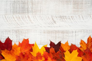 Beyaz ahşap zemin üzerinde kırmızı, turuncu ve sarı akçaağaç yapraklarının üst görüntüsü. Sonbahar yaprakları. 