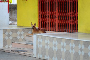 Tapınağın kapalı girişinde yalnız bir köpek.
