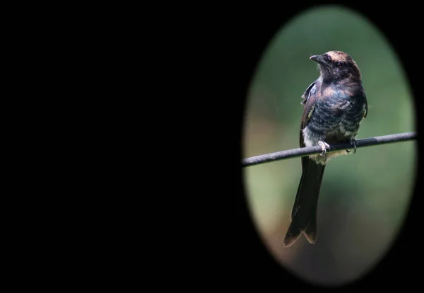 Siyah drongo kabloda oturuyor, siyah kopya alanı var.