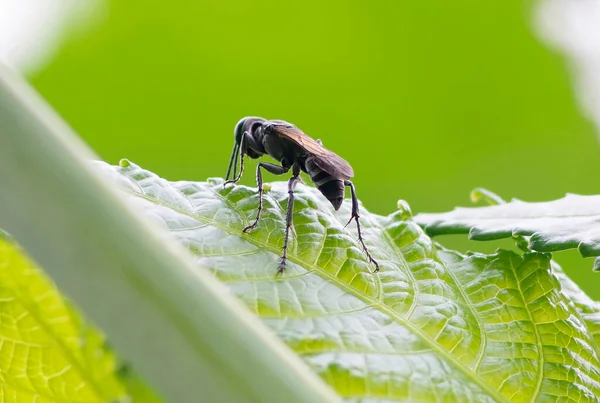 Gündüz vakti yaprağın üzerinde bir böceğin makro fotoğrafı.