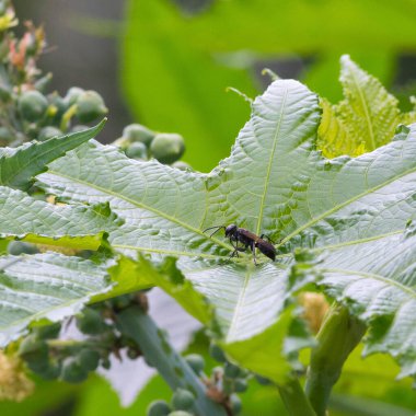 Sabah ışığında papaya yaprağının üzerinde oturan bir böceğin yakın çekimi.