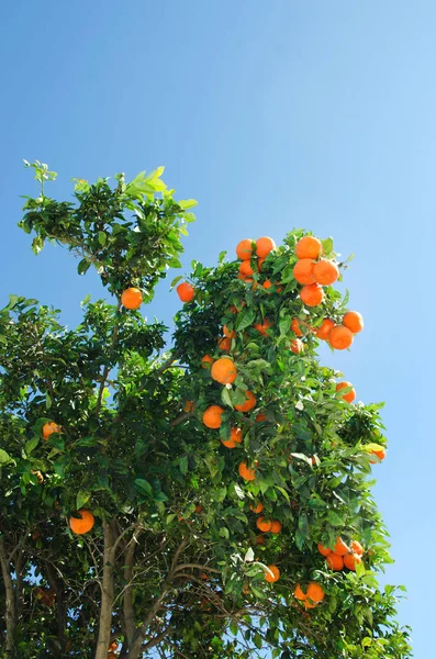 Апельсиновое Дерево Фруктами Апельсинами Голубым Небом Заднем Плане — стоковое фото