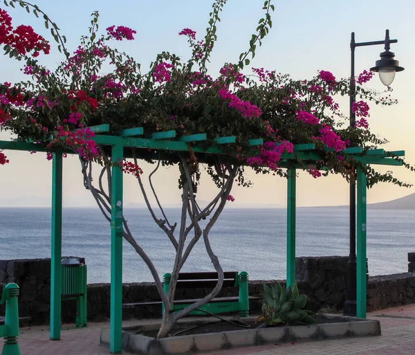 Siedzenie Pod Kwiatami Aby Oglądać Odbicie Zachodu Słońca Morzu — Zdjęcie stockowe