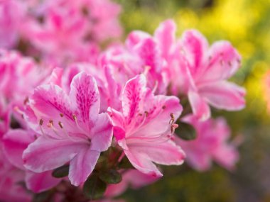 Çiçek açan pembe rhododendron çiçeklerinin yakın plan fotoğrafı. Bahçede bahar çiçekleri. 