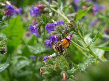Yaban arısının bahar zamanı akciğer kurdu çiçeklerini döllediği yakın plan fotoğraf. Pulmonaria officinalis. Bombus lapidarius.