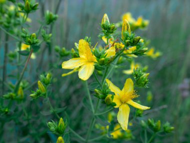 Dev Dağlar 'daki Labski Szczyt zirvesi, bir grup granit ve çatlak kayalarla taçlandırıldı. Kayaların oluşumu Rhizocarpon alpicola ve Arctoparmelia santrifüga gibi benzersiz liken türleri tarafından kaplanmıştır..