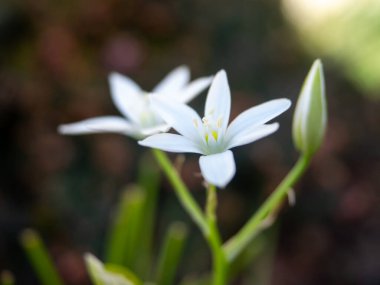 Dondurucu zambak ya da baharda açan Beytüllahim 'in Bahçe Yıldızı. Ornithogalum umbellatum. Yumuşak arkaplanı bulanık beyaz narin çiçek. Seçici odak.