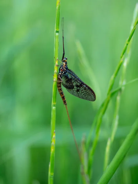 Detailní Záběr Vodního Hmyzu Zvaného Mayfly Známého Také Jako Kanadský — Stock fotografie