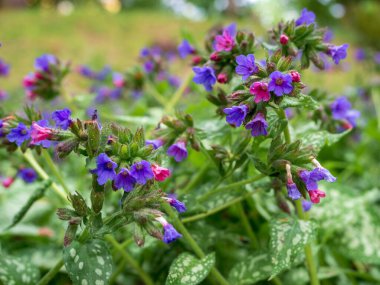 İlkbaharda çiçek açan sıradan akciğer kurdu çiçeklerine yakın çekim. Pulmonaria officinalis ayrıca Mary 'nin gözyaşları ya da Meryem Ana' nın süt damlaları olarak da bilinir. Bulanık arkaplan, seçici odak.