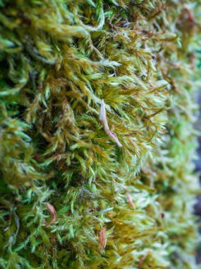 İlkbaharda çiçek açan sıradan akciğer kurdu çiçeklerine yakın çekim. Pulmonaria officinalis ayrıca Mary 'nin gözyaşları ya da Meryem Ana' nın süt damlaları olarak da bilinir. Bulanık arkaplan, seçici odak.