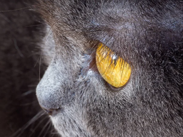 Nahaufnahme Des Gesichts Der Britisch Kurzhaarkatze Mit Bernsteinfarbenen Augen Und — Stockfoto